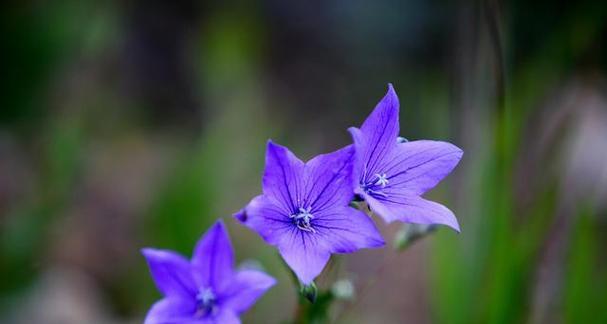 铃铛花花语大揭秘（探秘铃铛花的8种含义）