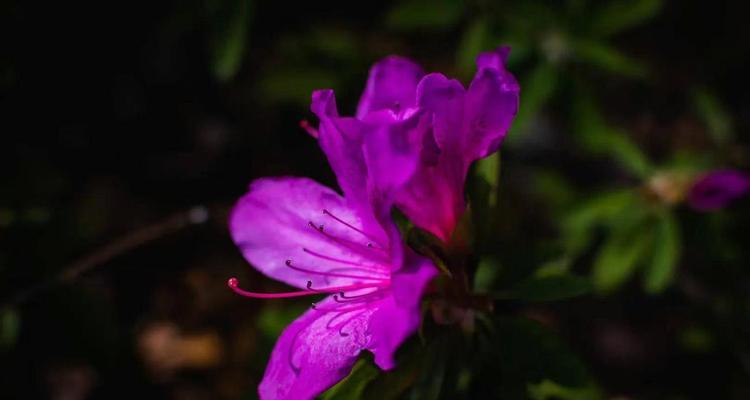 勒杜鹃花语（探寻勒杜鹃花语的寓意和象征）