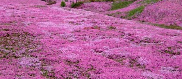 春日盛宴——樱花的花语与品种特征（探寻冬樱花、重瓣樱花、樱花草的花语和魅力）