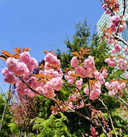 春日盛宴——樱花的花语与品种特征（探寻冬樱花、重瓣樱花、樱花草的花语和魅力）