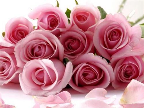 29朵玫瑰花的花语（传递爱意，表达情感，花语29朵玫瑰）