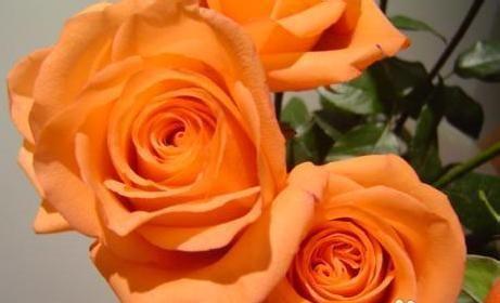 不同颜色的玫瑰花与其含义（探究玫瑰花颜色的象征意义，揭示不同玫瑰花的深层寓意）