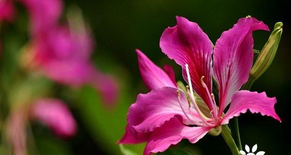 解读紫荆花的花语（揭秘紫荆花所代表的8个含义）