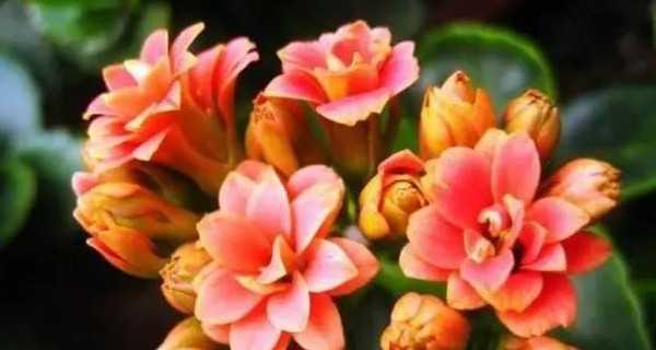 长寿花花语的寓意（揭秘长寿花的神秘世界——健康、长寿、幸福）