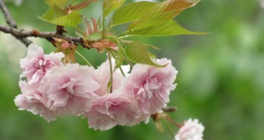 樱花——美丽的花语与象征意义（探索樱花背后的诗意与文化意义）