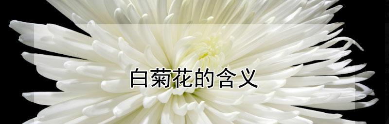 菊花的花语与寓意——为爱人送上真挚的祝福（一朵菊花传递的情感，胜过千言万语）