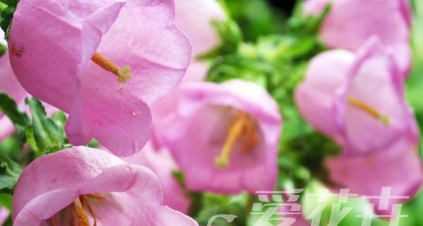 探寻紫斑风铃草的花语（揭开紫斑风铃草背后的8个谜题）