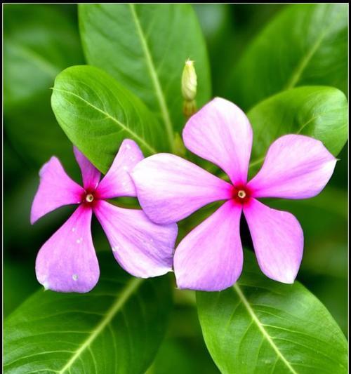 时钟花的花语与意义（传递时间的美丽花卉，寓意深远）