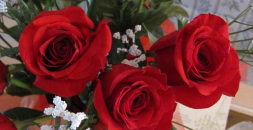 玫瑰花语（揭秘玫瑰花颜色的花语，让你更懂得表达情感）
