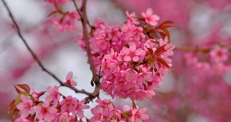 樱花的花语与传说（探寻樱花文化的深层意义）