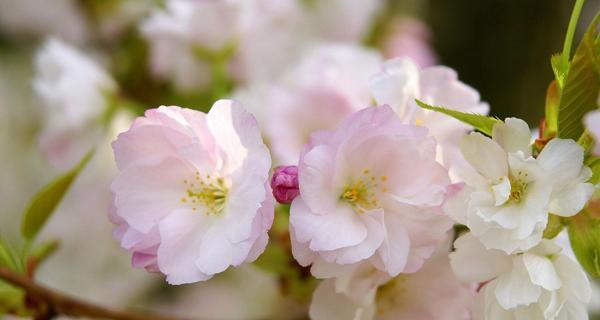 樱花的花语与传说（探寻樱花文化的深层意义）