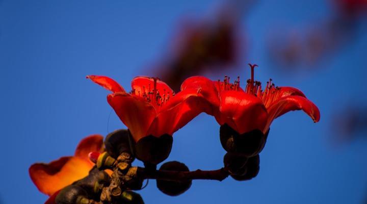 木棉花花语与寓意（探寻木棉花背后的含义和象征）