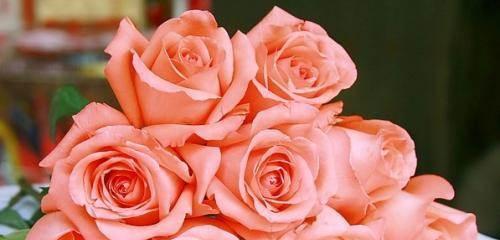 玫瑰花语，传达爱情的语言（探寻玫瑰花的意义与用途）