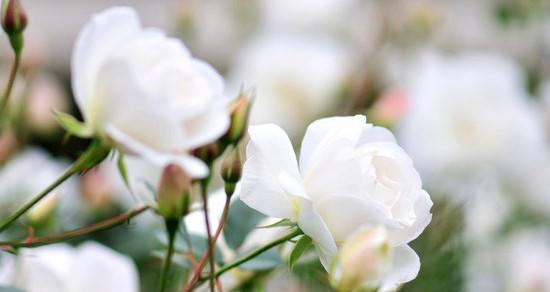 白玫瑰的意义与象征（探寻白玫瑰的美丽寓意）