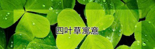 四叶草的寓意（探究四叶草的象征意义和文化内涵）