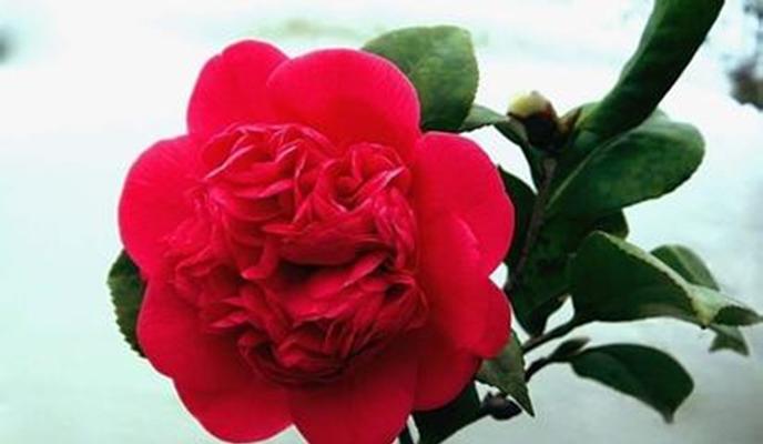 山茶花的花语（传递着生命与爱情的美丽花朵）