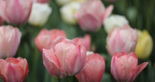 郁金香，花开意蕴（探寻郁金香的花语及象征）