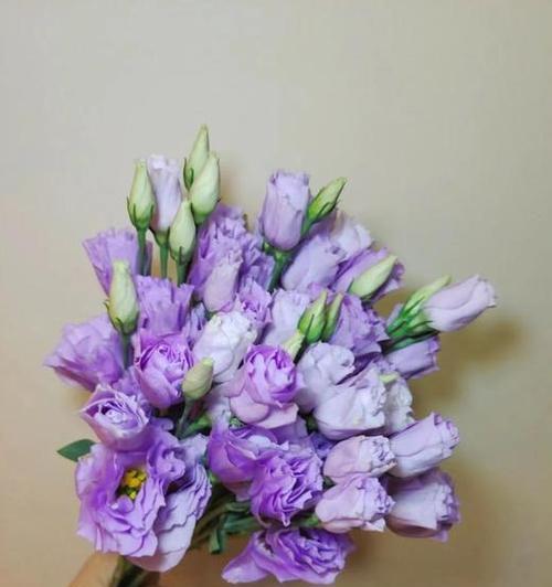 紫色洋桔梗的花语与寓意（探寻洋桔梗花开的含义）