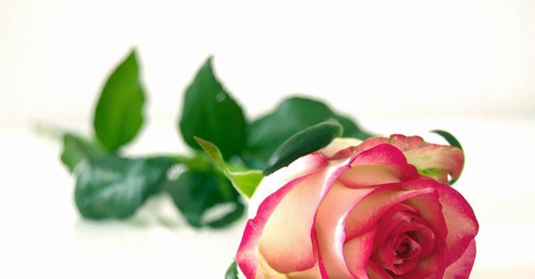 绿色玫瑰的花语及寓意（探究绿色玫瑰传递的深刻含义与心理价值）