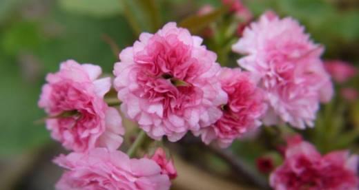 樱花-带来爱情、希望和美丽的花语（樱花的意义和象征意义，感受到它的美丽与神秘之处）