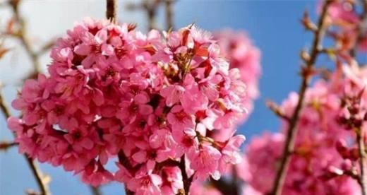 樱花-带来爱情、希望和美丽的花语（樱花的意义和象征意义，感受到它的美丽与神秘之处）
