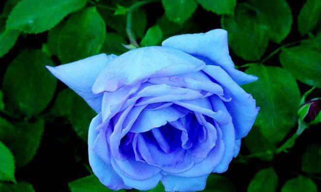 探寻蓝玫瑰的神秘花语（意味深长的蓝色花朵与深刻的内涵）