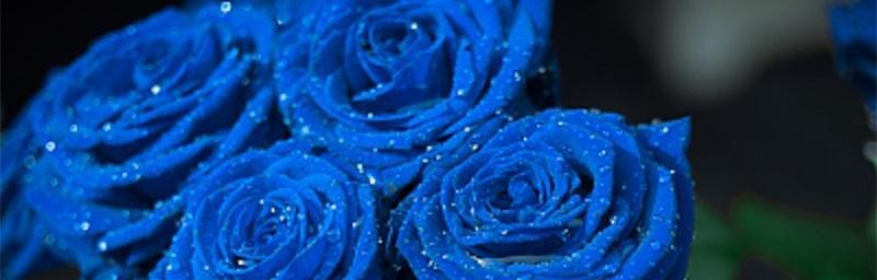 探寻蓝玫瑰的神秘花语（意味深长的蓝色花朵与深刻的内涵）