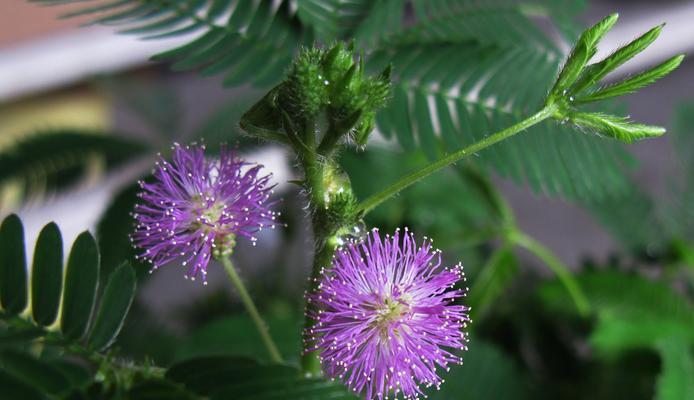 含羞草花语，花开人自爱（恋爱中的害羞、爱情中的柔情）