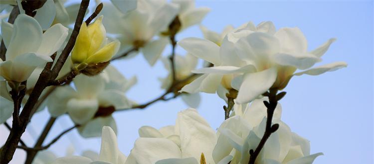 玉兰花花语与寓意（传达纯洁高雅之美）