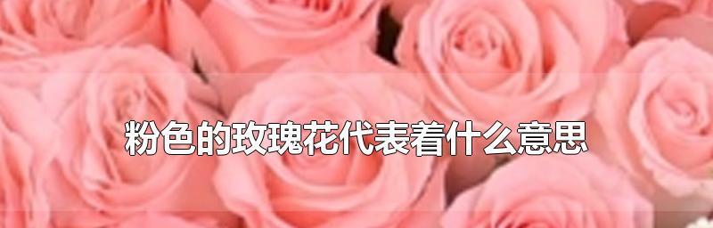 玫瑰花的意义和传说（探索玫瑰花的浪漫寓意）