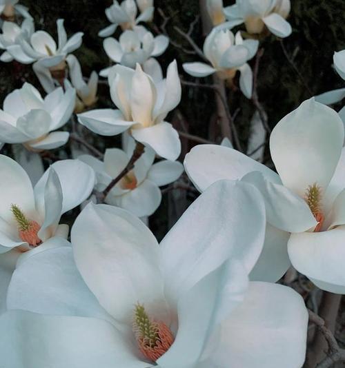 探寻玉兰花语与寓意（从古至今，这朵白色鲜花的象征意义如何演变？）