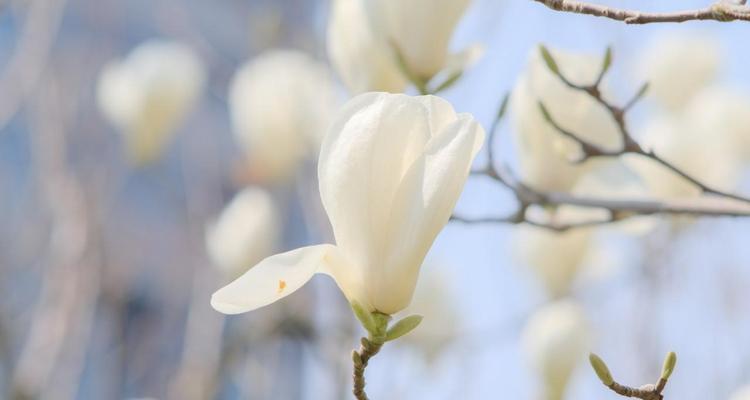 探寻玉兰花语与寓意（从古至今，这朵白色鲜花的象征意义如何演变？）