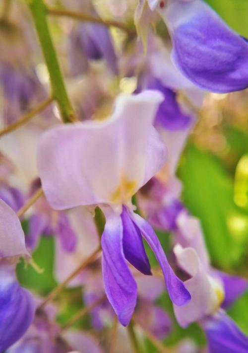 神奇传说与花海梦境——探寻紫藤花的花语（传承百年的神话故事，以紫藤为载体的情感宣扬）