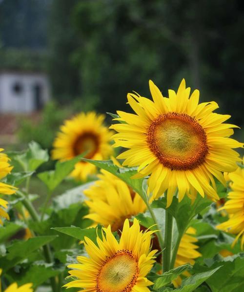 向日葵的花语与寓意（阳光、爱情、忠诚的代表，美丽的传承）