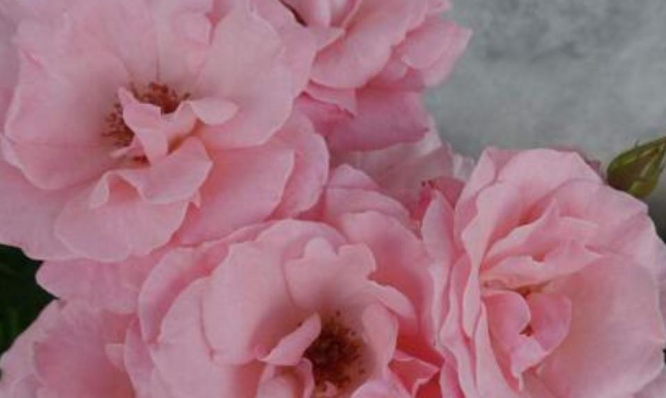 粉红色玫瑰花的花语与寓意（探索玫瑰花的意义与传说）