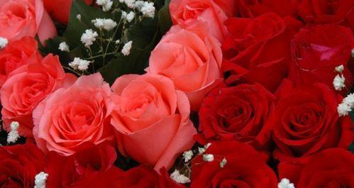 玫瑰的花语和寓意（探究玫瑰的深层含义，揭示不同颜色的玫瑰的花语）