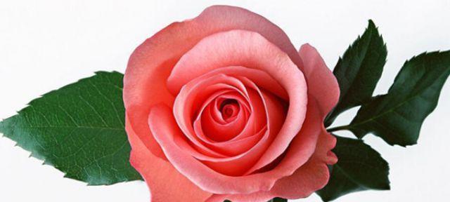 玫瑰的花语和寓意（探究玫瑰的深层含义，揭示不同颜色的玫瑰的花语）