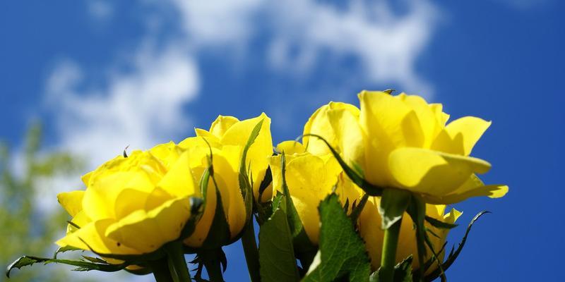 黄玫瑰的含义（探寻黄玫瑰所代表的情感和象征）