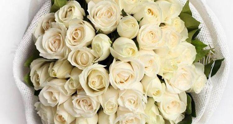 送白玫瑰的寓意（爱情之花的象征与深层含义）