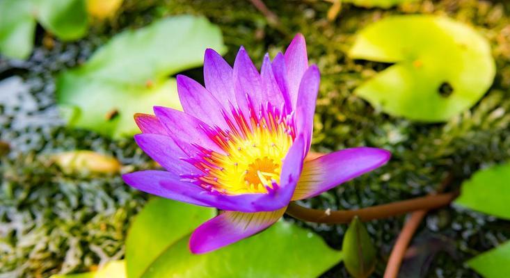 探秘紫色睡莲的花语（神秘的紫色花语传递着深刻的情感）