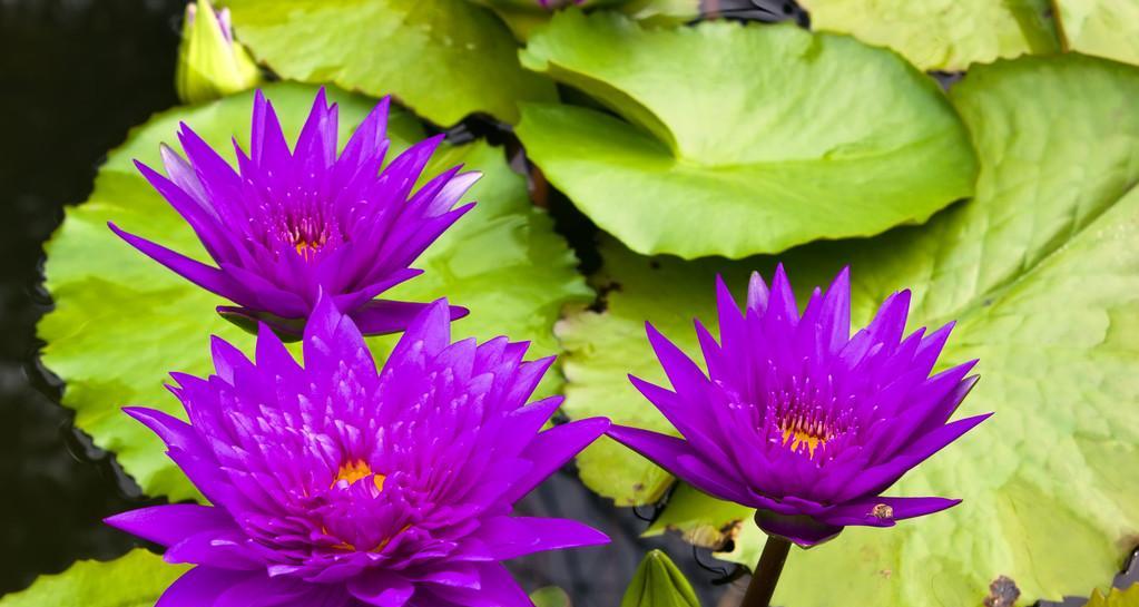探秘紫色睡莲的花语（神秘的紫色花语传递着深刻的情感）