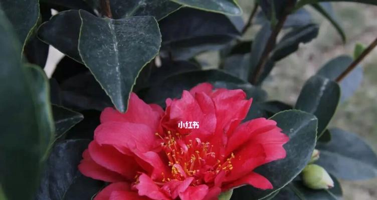 红色山茶花，传递着爱情的花语（唤醒心灵的红色，红色山茶花的花语）