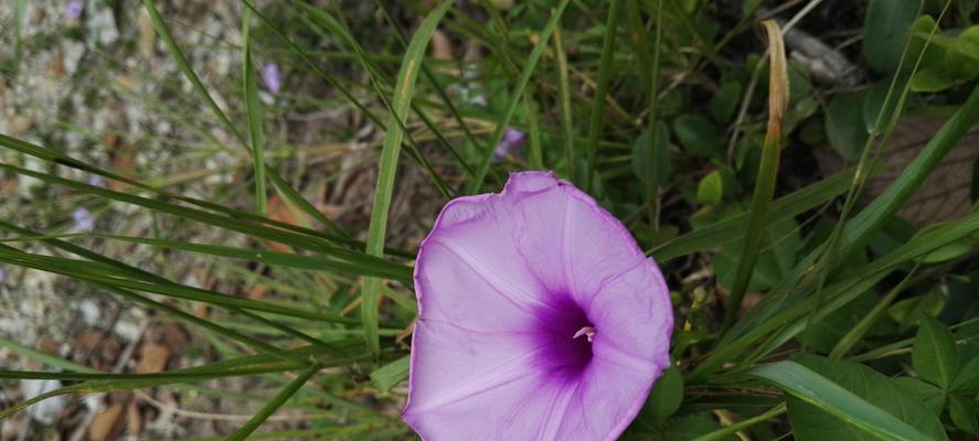 花开紫色，寄托情怀——探寻紫色花卉的花语（紫色花卉的花语和特点，让你更懂情感与生命的美好）