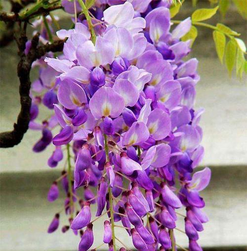 花开紫色，寄托情怀——探寻紫色花卉的花语（紫色花卉的花语和特点，让你更懂情感与生命的美好）