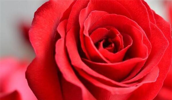 红玫瑰花语大全（探究红玫瑰所代表的意义和背后的故事）