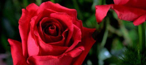 浪漫传说——玫瑰花的寓意（探究玫瑰花传递的情感和内涵）