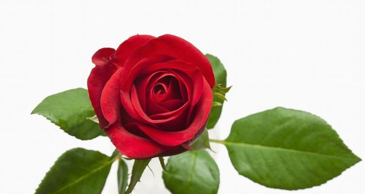 浪漫传说——玫瑰花的寓意（探究玫瑰花传递的情感和内涵）