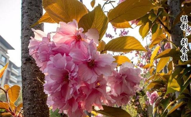 山樱花的花语（探究山樱花的含义和象征）