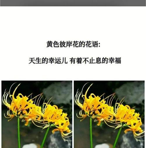 解读彼岸花的花语（探寻彼岸花的美与哀）