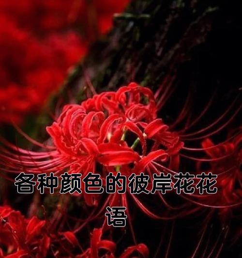 解读彼岸花的花语（探寻彼岸花的美与哀）